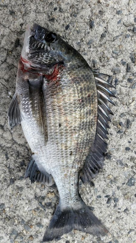 紀州釣りに挑戦！！